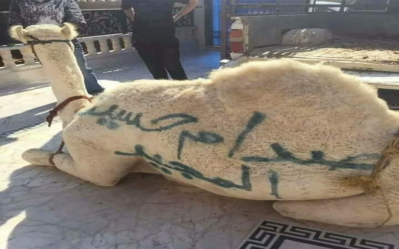 أردني يضحي على جمل عن روح