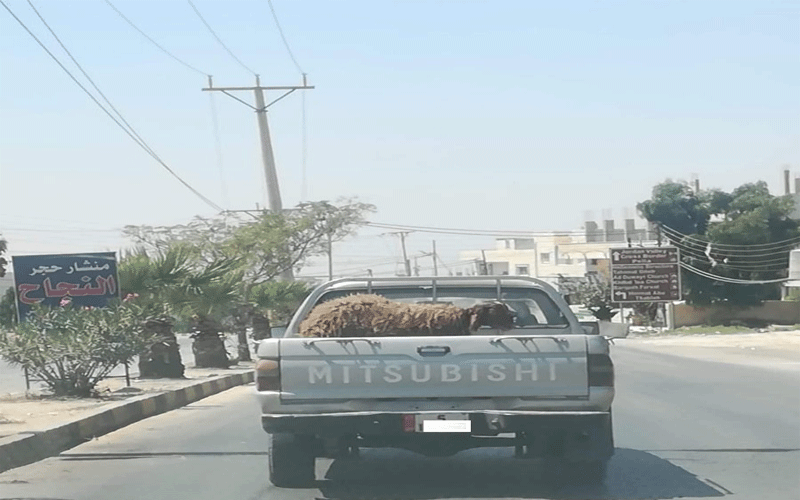 الرزاز يعلق على حادثة نقل أضحية