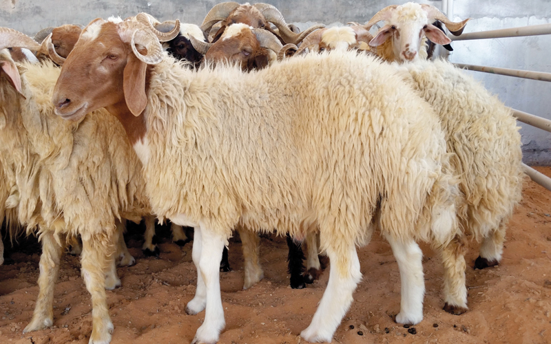 الأضاحي ومخلفاتها تسبب مكاره صحية