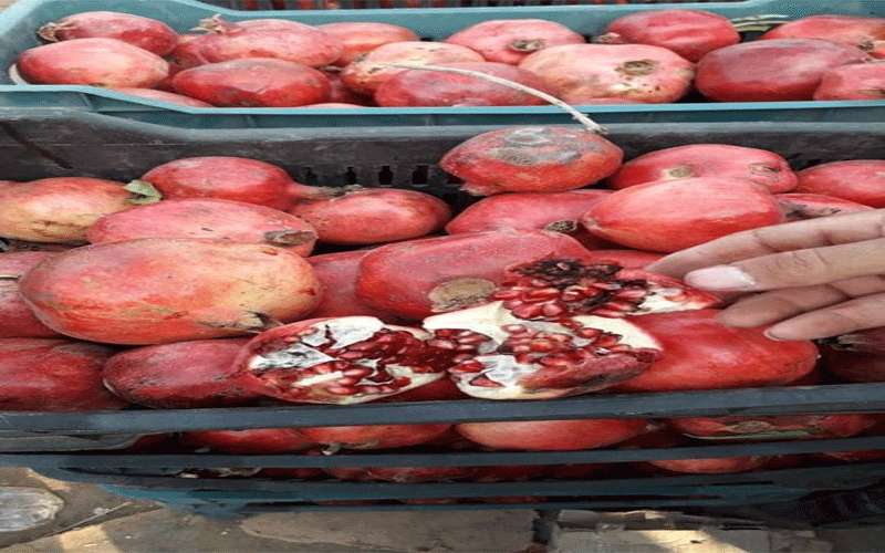 ضبط طن و 100 كلغم رمان