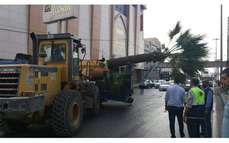 خلع أشجار ‘‘واشنطونيا‘‘ من شارع الملكة