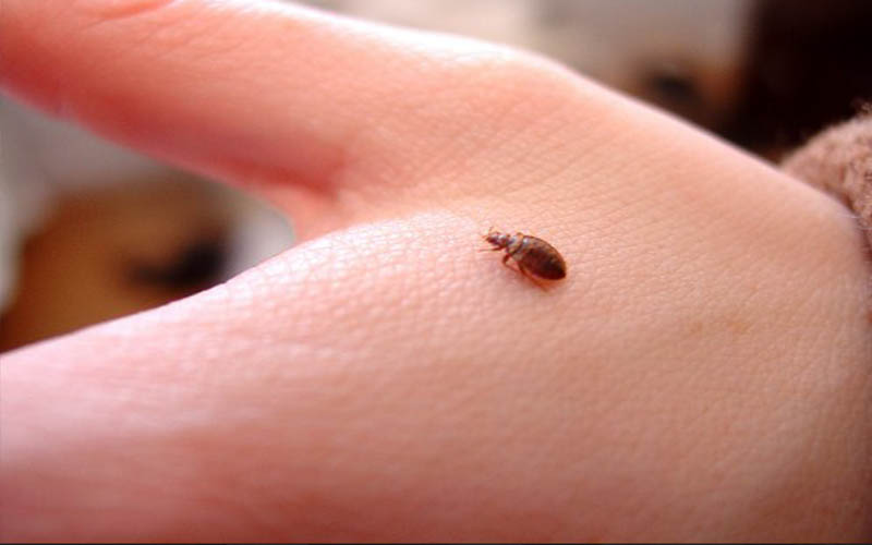 البق يتسبب باغلاق مصنع ألبسة في