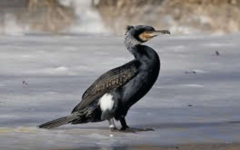 تسجيل نوع جديد من الطيور النادرة