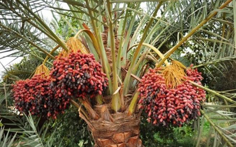 سوسة النخيل تصيب 800 شجرة في