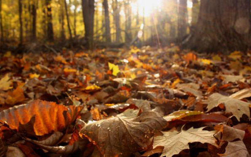 أجواء خريفية معتدلة حتى الأحد