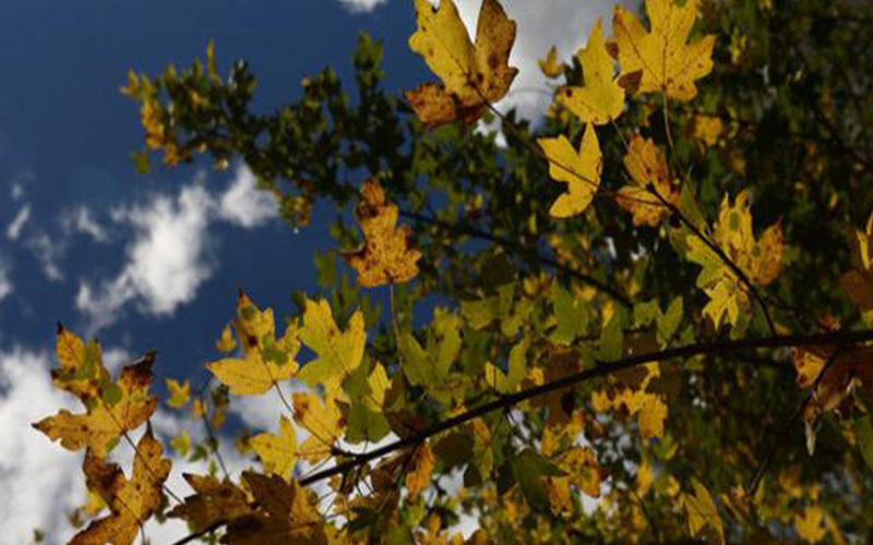 الاثنين .. أجواء مشمسة و مائلة