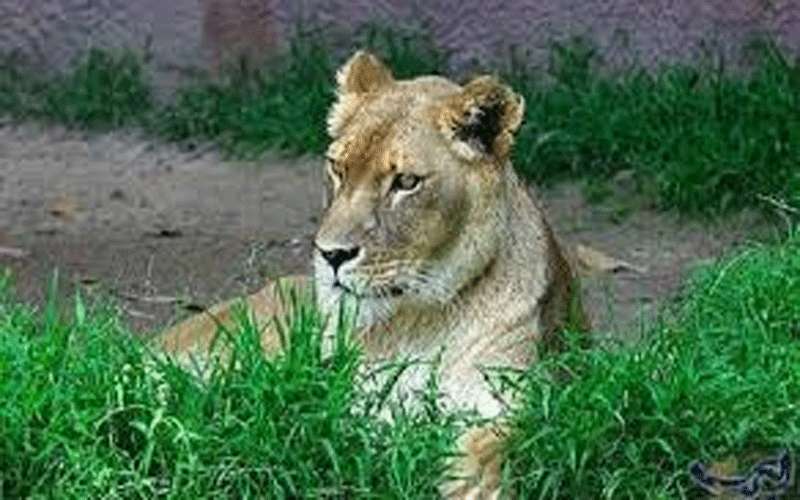 لبؤة تنقض على طفلة خلال عرض