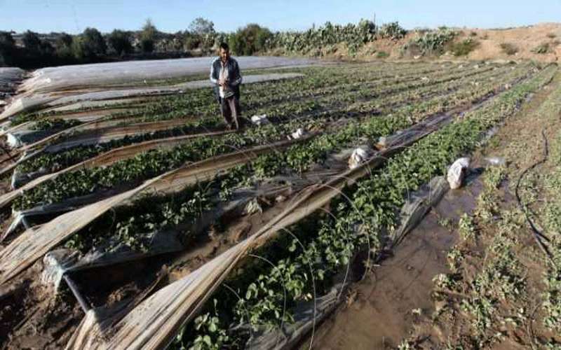 سيل زرقاء ماعين يتسبب بخسائر زراعية