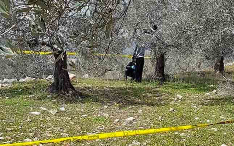 العثور على جثة معلقة على شجرة