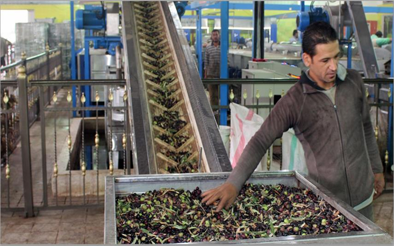 الأردن يقطف زيتونه