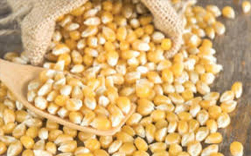 رفض إدخال 4 حاويات ذرة إلى