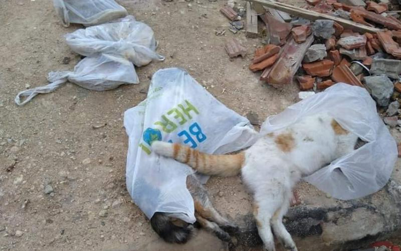 بالصور .. مجزرة بحق عدد من