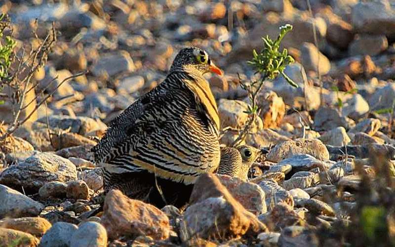 ’مرصد العقبة‘ يرصد نوع طيور نادرة