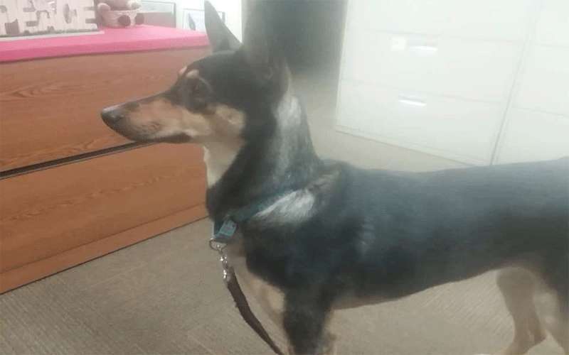 تسفير الكلبة سمبوكا مع صديقتها الى