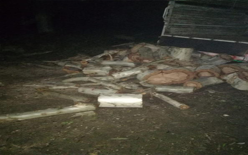 البيئة تضبط 30 طنا من الأشجار