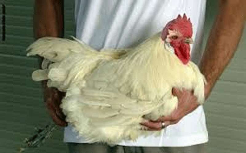 توضيح من الحكومة للأردنيين حول الدجاج