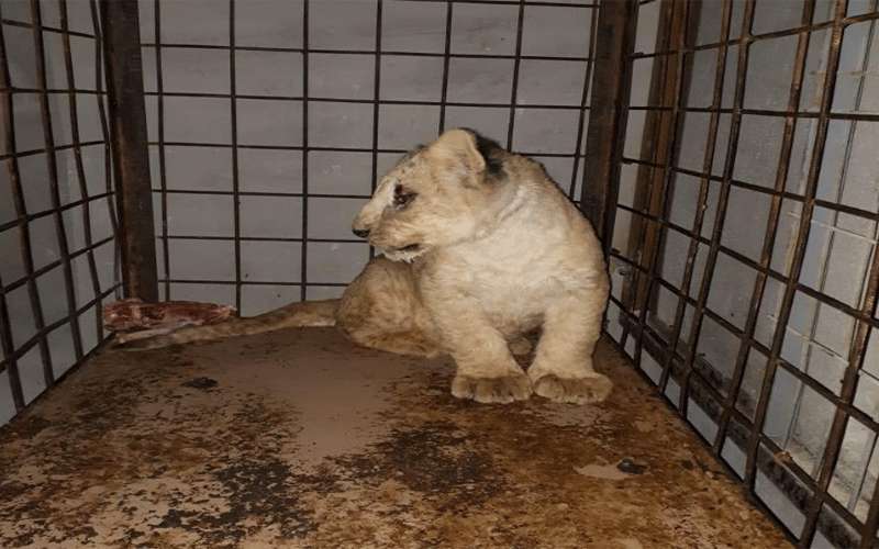 إحباط محاولة بيع أسدين في ناعور