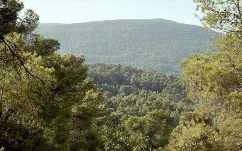 الزراعة: تحويل اعتداء على احراج بعجلون