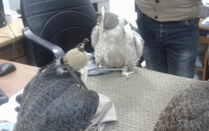 جمرك العمري يتعامل مع (238) قضية