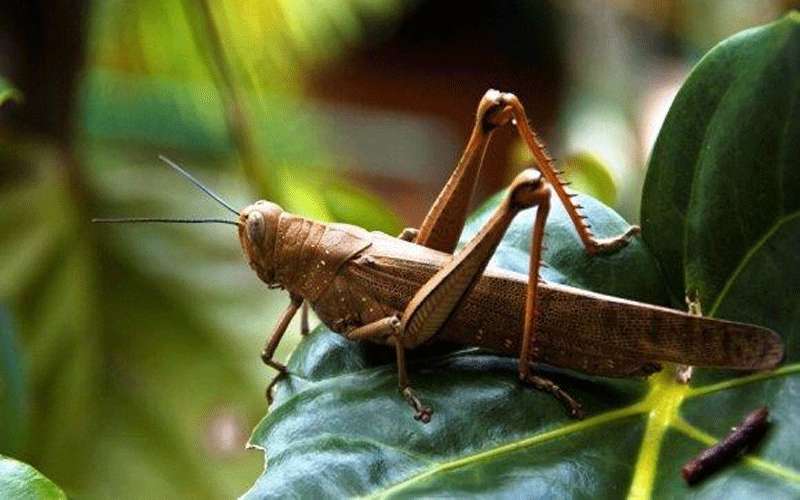 إقبال كثيف على الجراد في السعودية