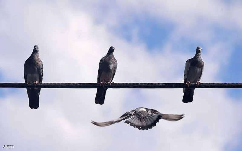 الحمام يقتل شخصين ويجبر بريطانيا على