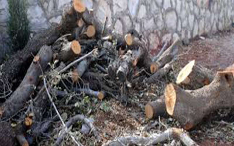 الأردنيون اشتروا من عجلون 15 طن