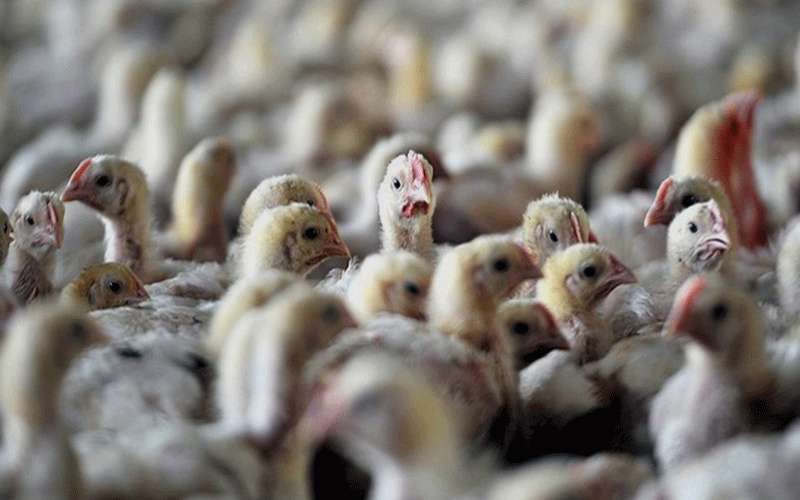 بالفيديو .. اعدام دجاج حي في