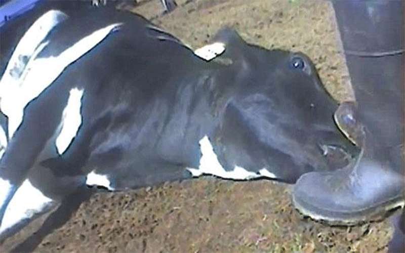 إغلاق 4 مطاعم مخالفة واتلاف بقرة