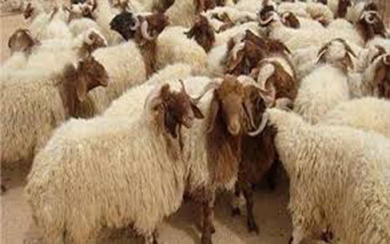 ضبط سارقي أغنام ودواجن في البادية