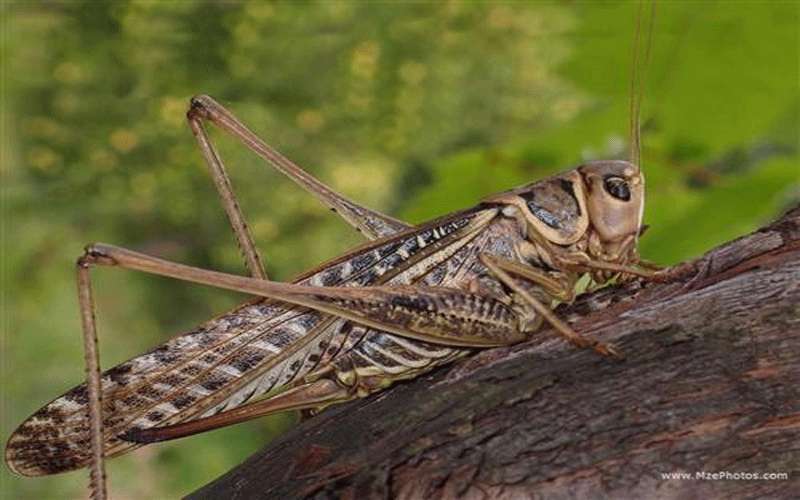 الزراعة تكشف بالخرائط اماكن تواجد الجنادب