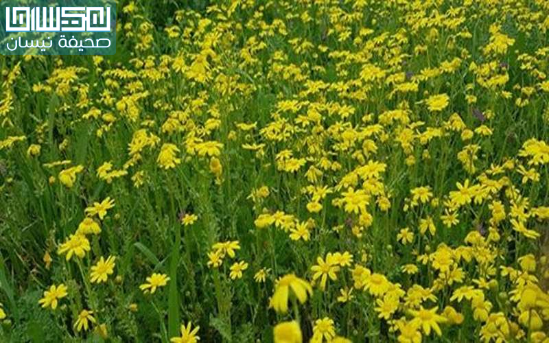 الحكومة تسأل: هل تؤيد تعطيل المدارس