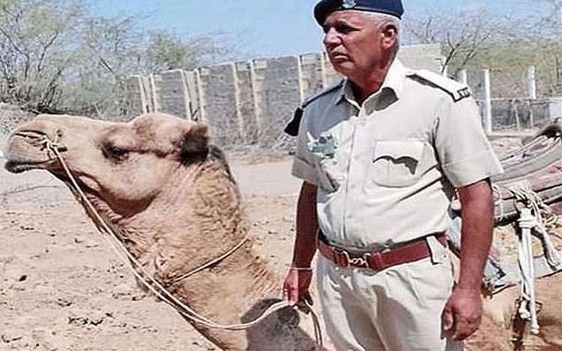 وفاء الحيوان.. جمل يمتنع عن الطعام