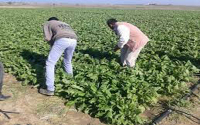 حكم قضائي يلزم اردنيا بالعمل بالزراعة