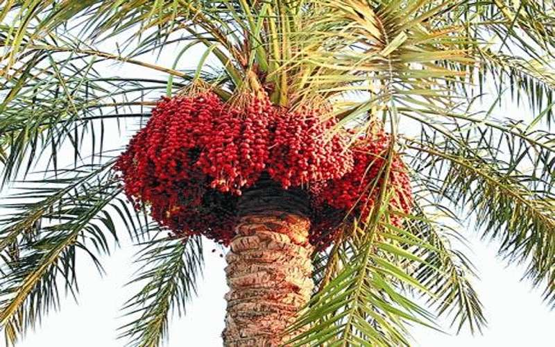 الأردن يخطط لمكافحة سوسة النخيل