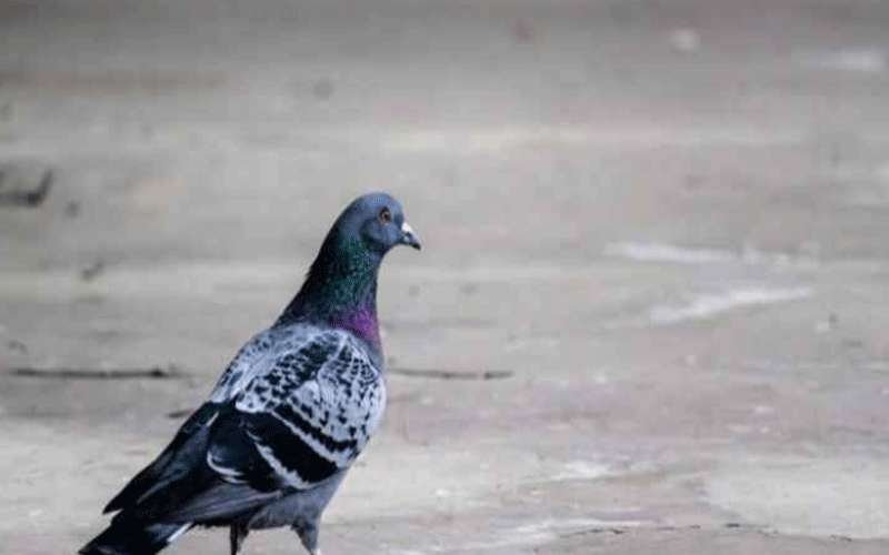 حمامة على اسم ميسي هي الأغلى