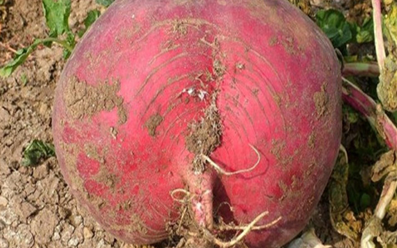 السلط : فجلة عملاقة تزن 8