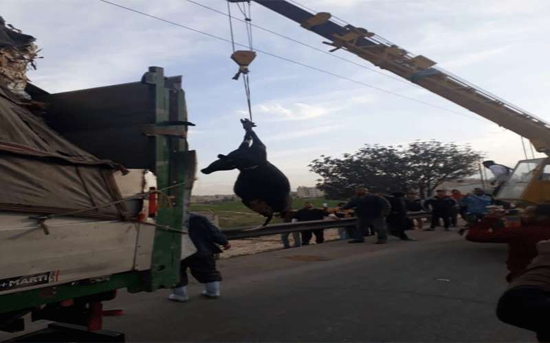 ازدحام مروري بسبب سقوط عجول على