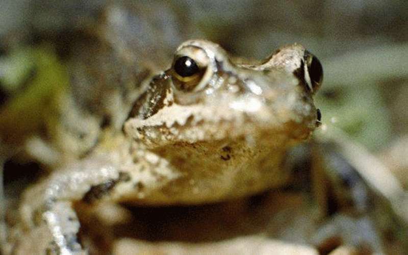 آلاف الضفادع السامة تهاجم منزلا (فيديو)