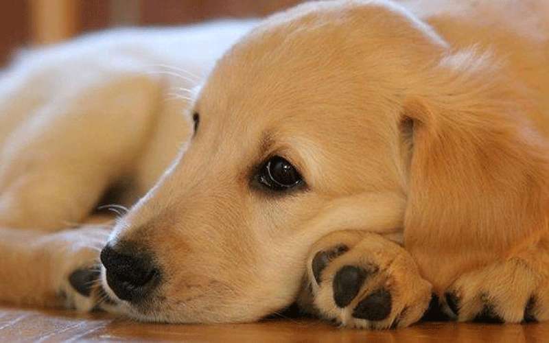 كلبة تدخل غينيس بولادة 19 جروا