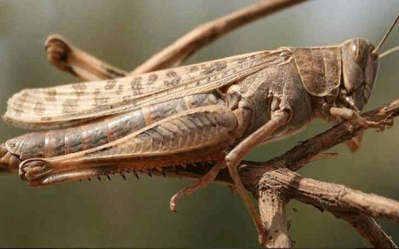 الزراعة تبقي على حالة الطوارئ تخوفا