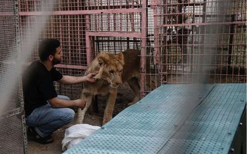 وصول 40 حيوانا من غزة للأردن