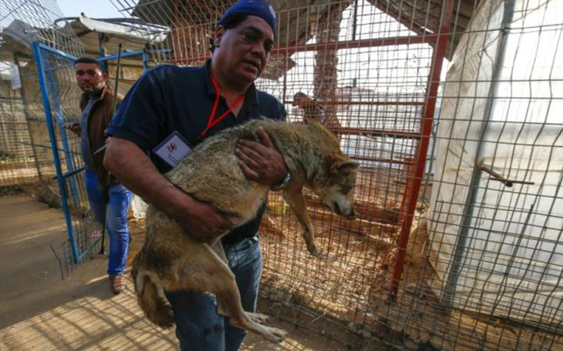 نقل حيوانات حديقة غزة إلى الأردن
