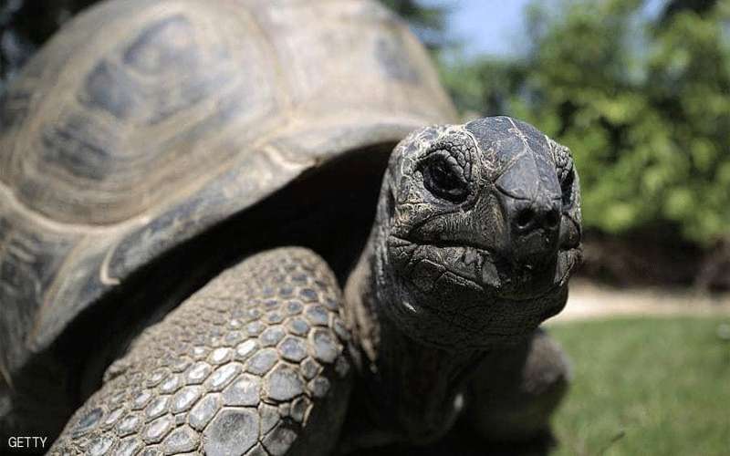 نفوق واحدة من أندر السلاحف في