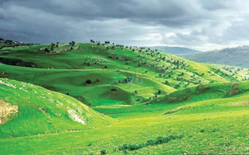 مشھد الربیع في لواء الكورة يحصد