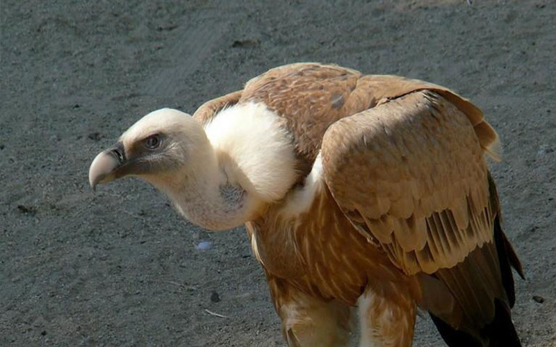 اعتقال نسر في اليمن بتهمة التجسس