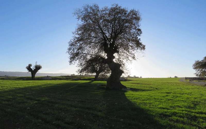 الخميس.. طقس ربيعي معتدل وارتفاع على