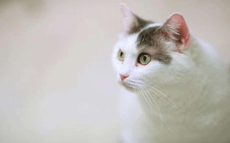 تسميم مليوني قطة خلال عام في