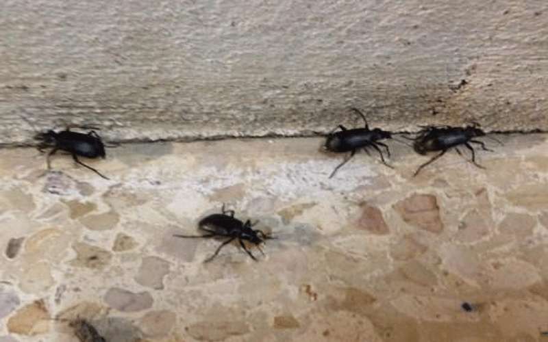 أسباب ازدياد انتشار الحشرات بالأردن