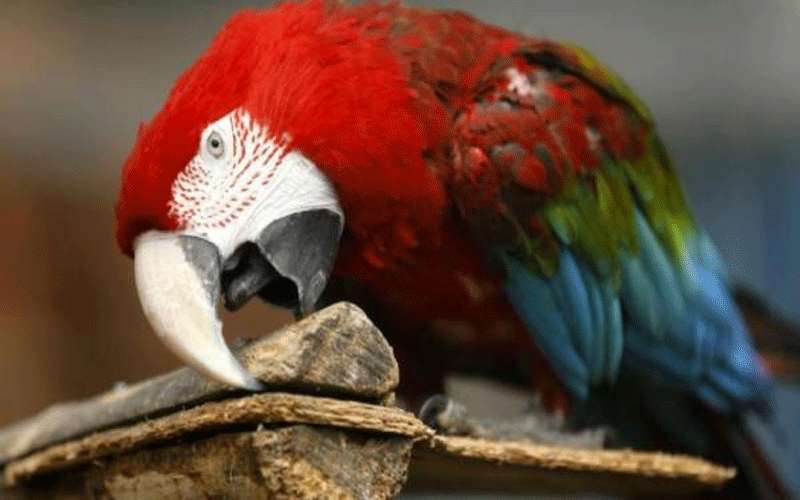 الشرطة البرازيلية تتحفظ على ببغاء يساعد