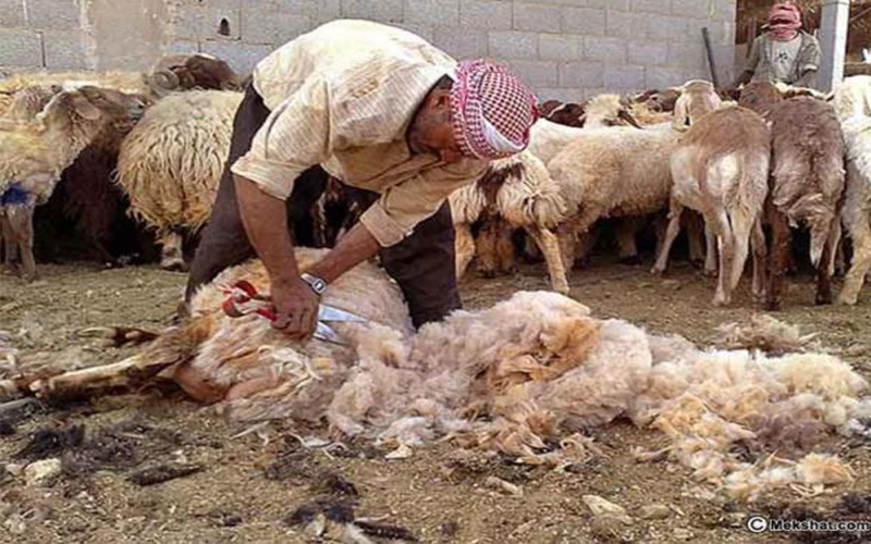 وزير الزراعة يبشر بمشروع إعادة تأهيل